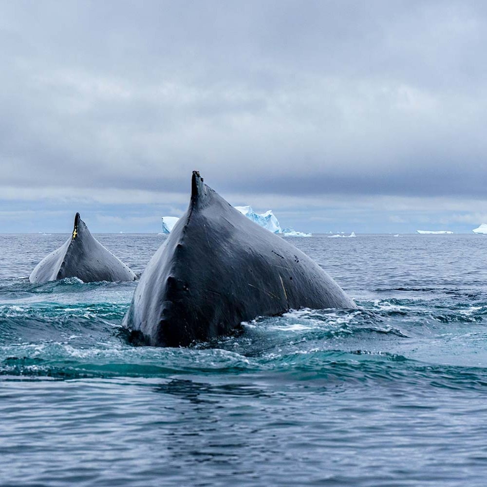 https://email.albatros-expeditions.com/hs-fs/hubfs/two-whales-cresting-header.jpeg